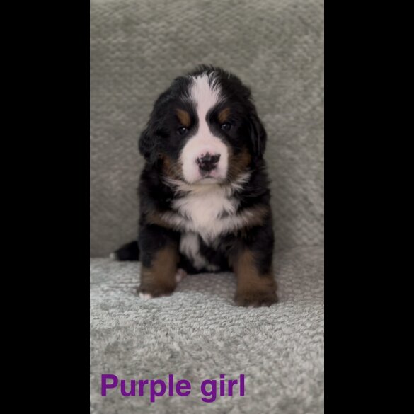 Bernese Mountain Dog - Both