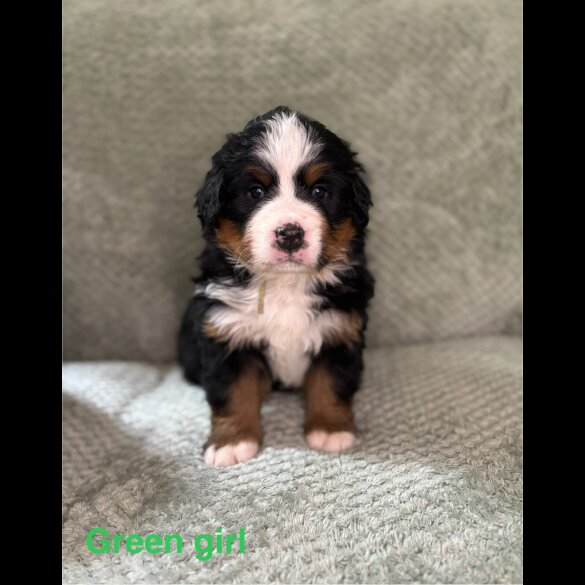Bernese Mountain Dog - Both