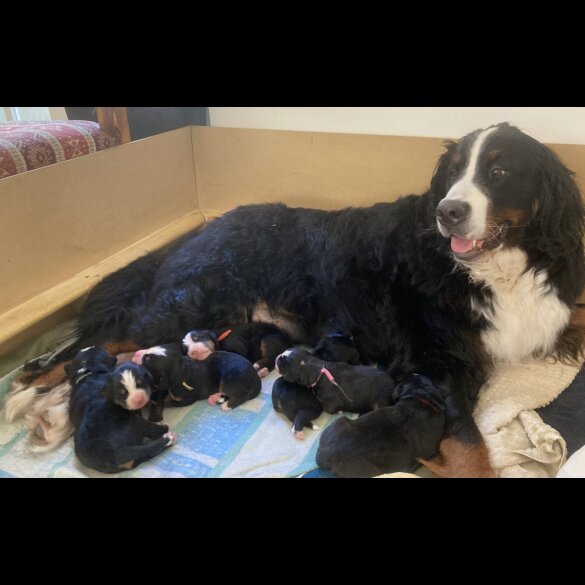 Bernese Mountain Dog - Both