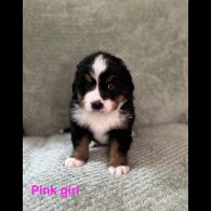 Bernese Mountain Dog - Both