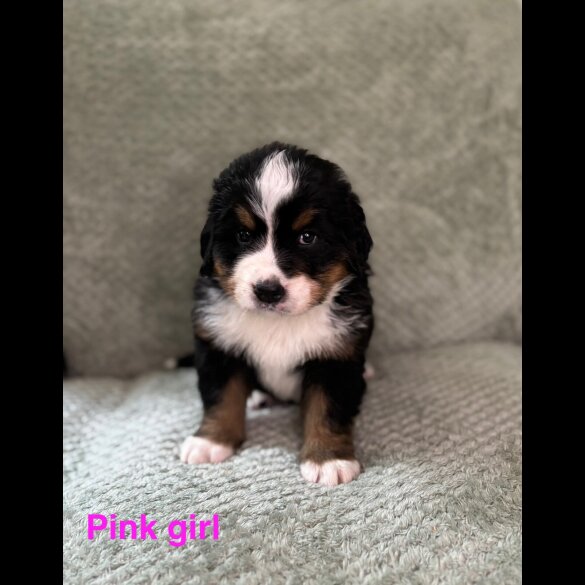 Bernese Mountain Dog - Both