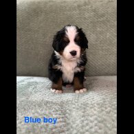 Bernese Mountain Dog - Both