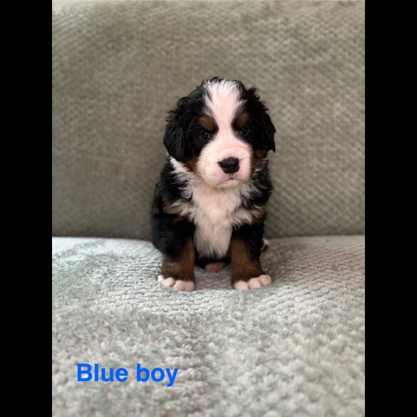 Bernese Mountain Dog - Both