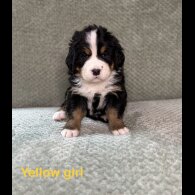 Bernese Mountain Dog - Both