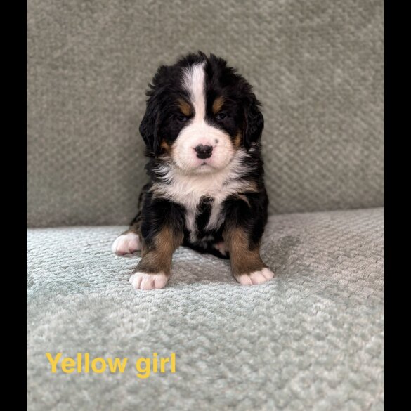 Bernese Mountain Dog - Both