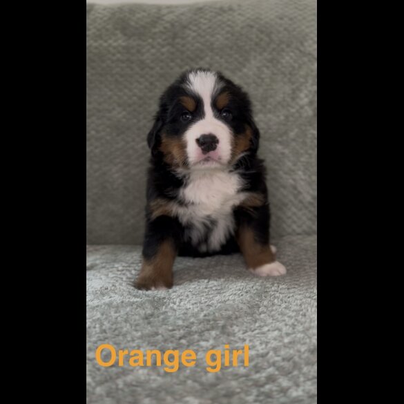 Bernese Mountain Dog - Both