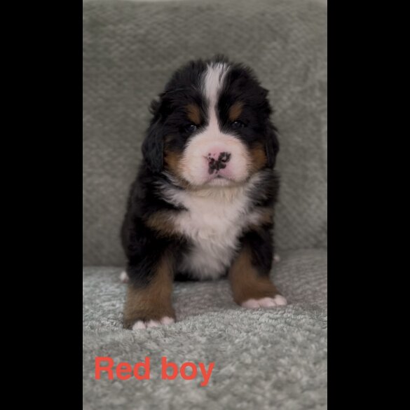 Bernese Mountain Dog - Both