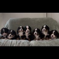 Bernese Mountain Dog - Both