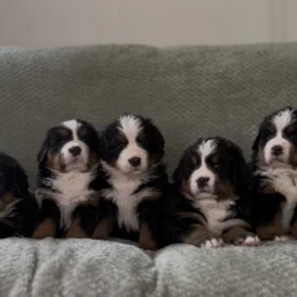 Bernese Mountain Dog - Both