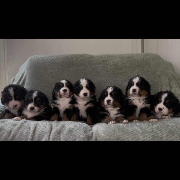 Bernese Mountain Dog - Both