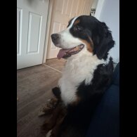 Bernese Mountain Dog - Dogs