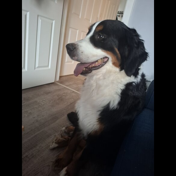 Bernese Mountain Dog - Dogs