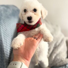 Bichon Frise - Both
