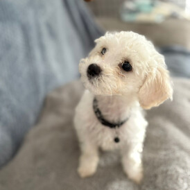 Bichon Frise - Both