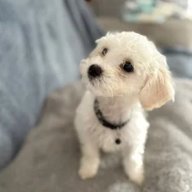 Bichon Frise - Both