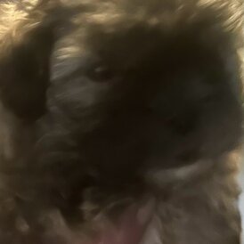Bichon Frise - Both