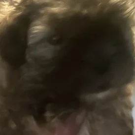 Bichon Frise - Both