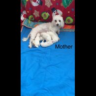 Maltese - Both