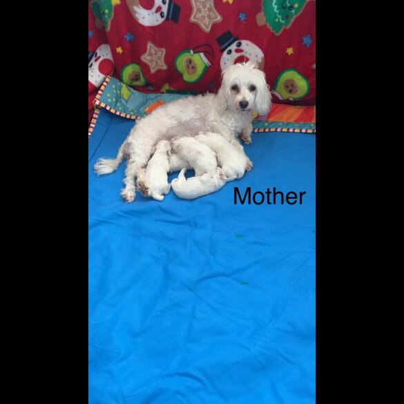 Maltese - Both