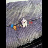 Maltese - Both
