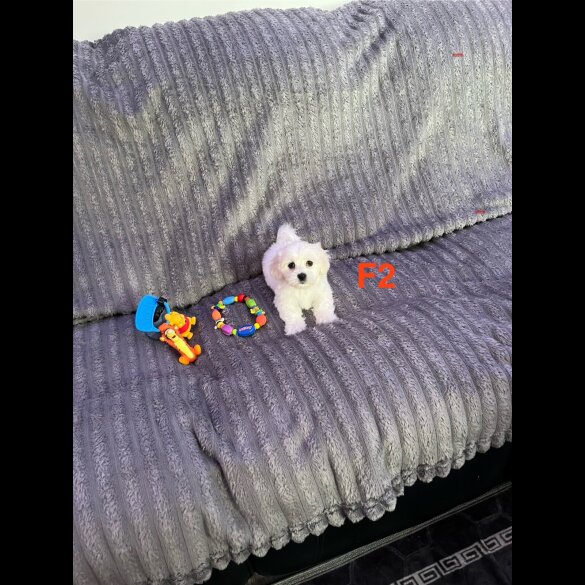 Maltese - Both