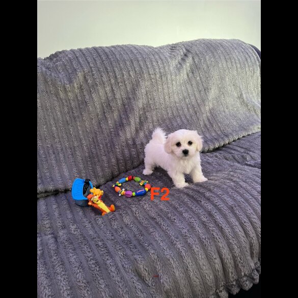 Maltese - Both