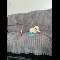 Maltese - Both