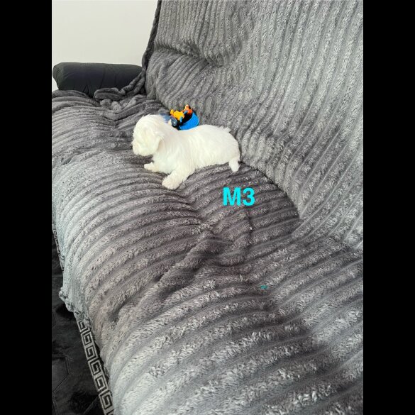 Maltese - Both
