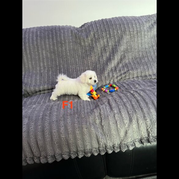 Maltese - Both