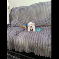 Maltese - Both