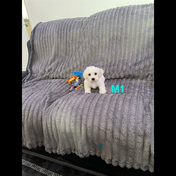 Maltese - Both