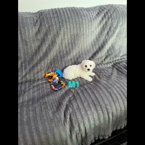 Maltese - Both