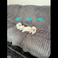 Maltese - Both