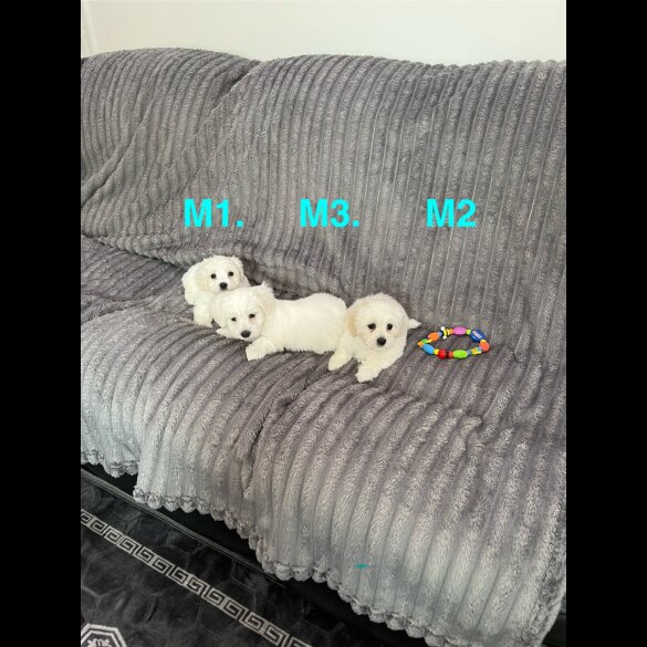 Maltese - Both