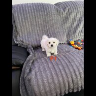 Maltese - Both