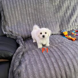 Maltese - Both