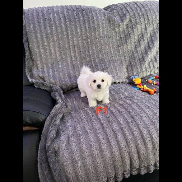 Maltese - Both