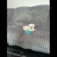 Maltese - Both