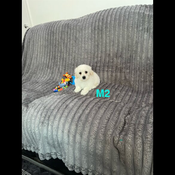 Maltese - Both