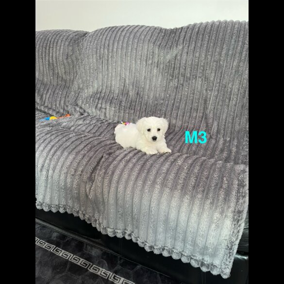 Maltese - Both