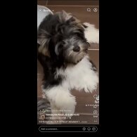 Biewer Terrier - Dogs