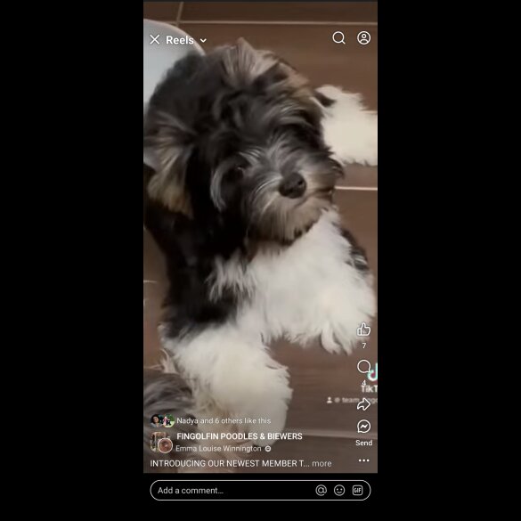 Biewer Terrier - Dogs