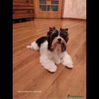 Yorkshire Terrier - Dogs