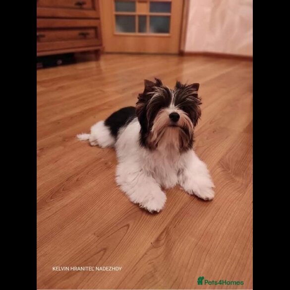 Yorkshire Terrier - Dogs