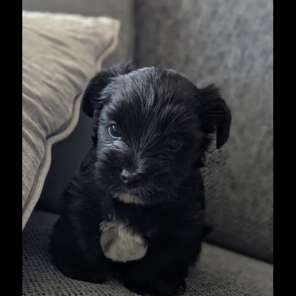 Biewer Terrier - Dogs