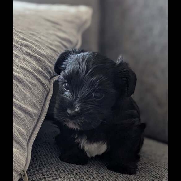 Biewer Terrier - Dogs