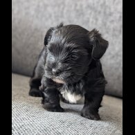 Biewer Terrier - Dogs
