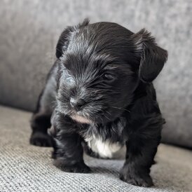 Biewer Terrier - Dogs