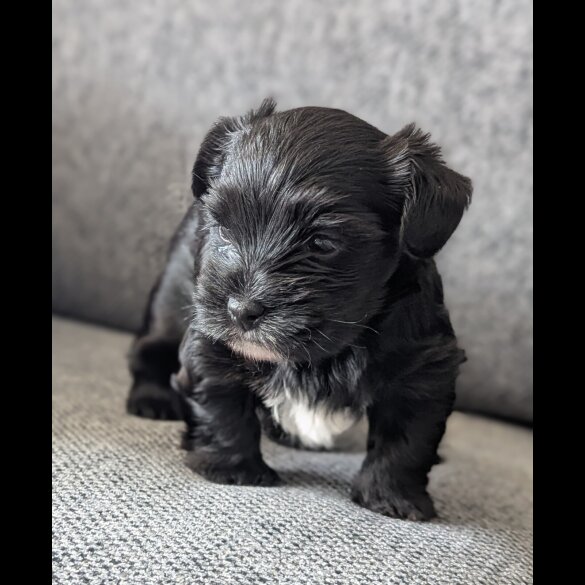 Biewer Terrier - Dogs