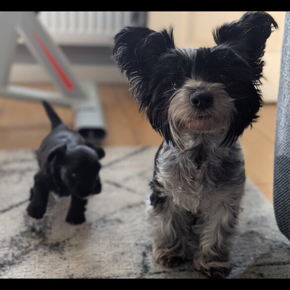 Biewer Terrier - Dogs